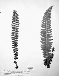 Polystichum lonchitis image